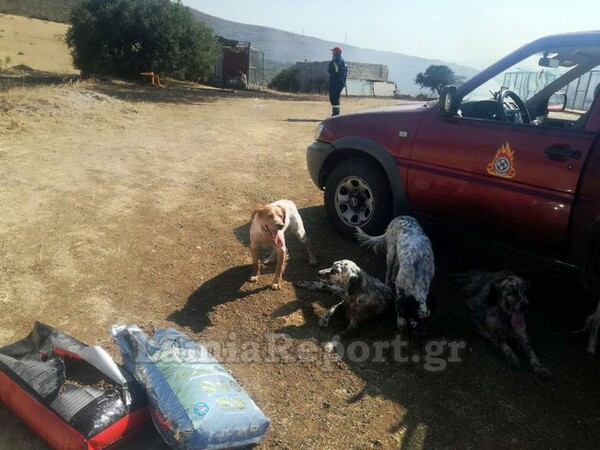 Φωτιά σε κυνοτροφείο στη Θήβα - Μάχη των πυροσβεστών για να σώσουν τα σκυλιά