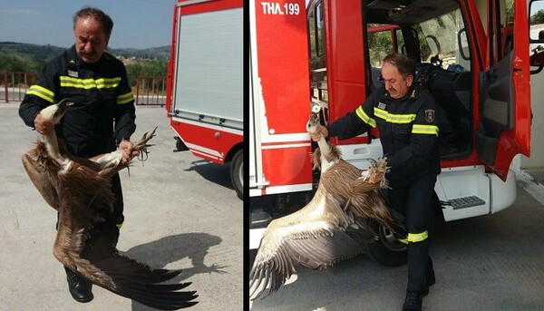 Χανιά: Γύπας έπεσε πάνω σε λεωφορείο στην εθνική οδό