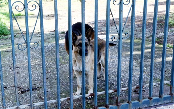 Κρήτη: Συλλήψεις και πρόστιμα επειδή δεν φρόντιζαν τα ζώα τους