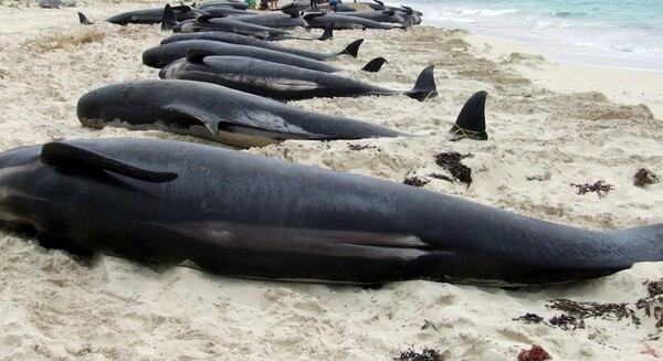 Μυστήριο με τους θανάτους δελφινιών στο Πράσινο Ακρωτήριο: Πάνω από 130 ξεβράστηκαν & πέθαναν σε παραλία
