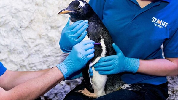 Ουδέτερου γένους ο νεοσσός που υιοθέτησε ομόφυλο ζευγάρι πιγκουίνων στο Λονδίνο