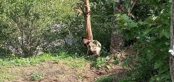 Κόνιτσα: Κάτοικοι εντόπισαν παγιδευμένη αρκούδα - Αίσιο τέλος στην επιχείρηση διάσωσης