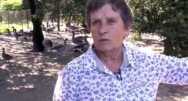 Γαλλία: Μετά τον κόκορα Μορίς, 50 πάπιες οδηγούνται στο εδώλιο για ηχορύπανση