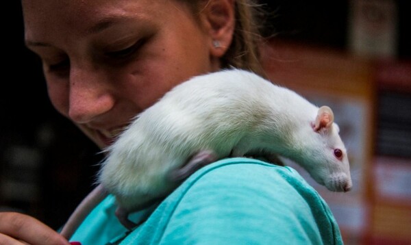 Επιστήμονες έμαθαν σε ποντίκια να παίζουν «κρυφτό»