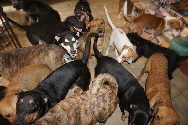 Μπαχάμες: Πήρε στο σπίτι της 97 αδέσποτους σκύλους για να τους σώσει από τον τυφώνα Ντόριαν