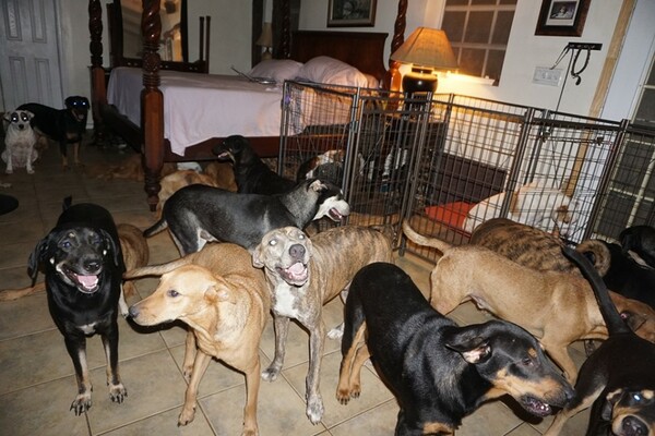 Μπαχάμες: Πήρε στο σπίτι της 97 αδέσποτους σκύλους για να τους σώσει από τον τυφώνα Ντόριαν