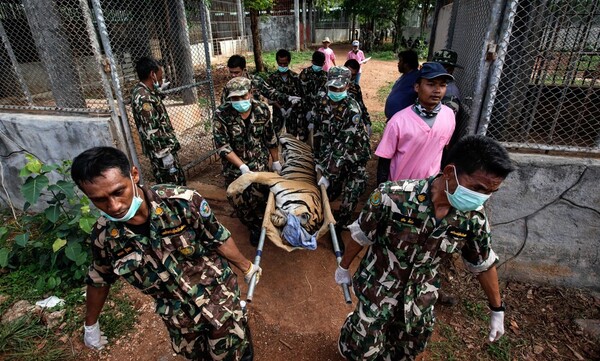 Ταϊλάνδη: Νεκρές οι μισές από τις τίγρεις που «διασώθηκαν» από Βουδιστικό ναό