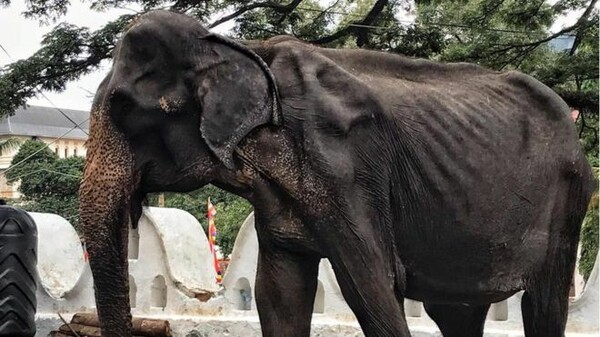 Πέθανε η Tikiri, ο αποστεωμένος ελέφαντας που έδινε παραστάσεις σε φεστιβάλ της Σρι Λάνκα