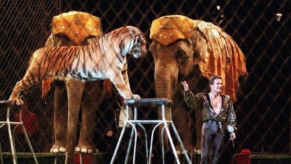Η Καλιφόρνια απαγόρευσε τα άγρια ζώα σε τσίρκο