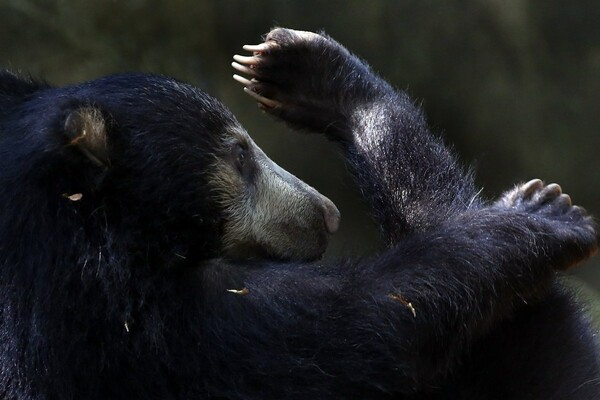 Ινδία: Συνελήφθη λαθροκυνηγός που έτρωγε πέη αρκούδων - Καταζητείτο εδώ και χρόνια