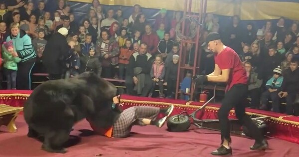 Ρωσία: Αρκούδα επιτίθεται εξοργισμένη στον εκπαιδευτή της κατά τη διάρκεια παράστασης σε τσίρκο