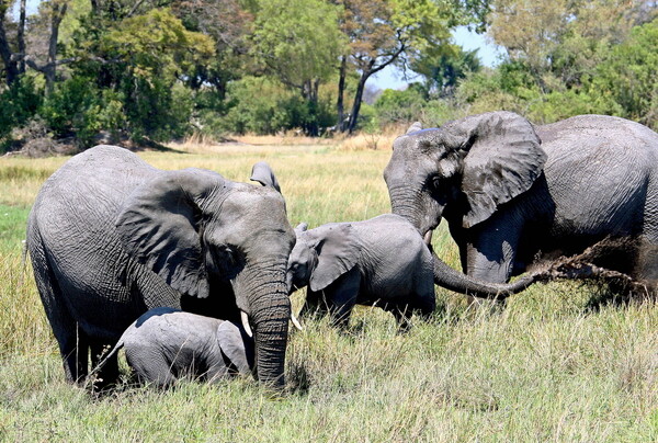 Δεκάδες νεκροί ελέφαντες στη Μποτσουάνα λόγω ξηρασίας - Πεθαίνουν από δίψα και πείνα