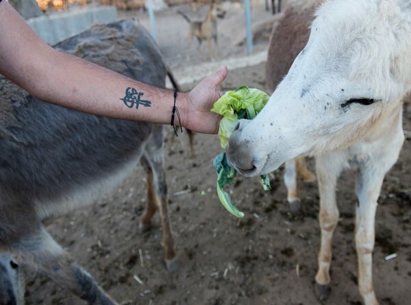 Μέσα στα σφαγεία - Ο πρώτος vegan διαγωνισμός φωτογραφίας θέλει να αλλάξει τον τρόπο που βλέπεις τα ζώα