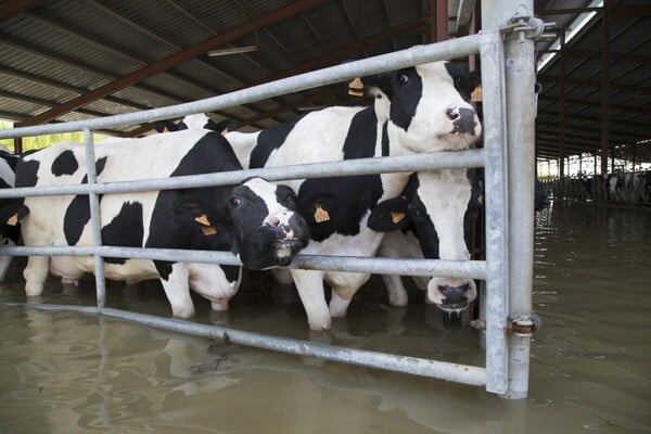 Μέσα στα σφαγεία - Ο πρώτος vegan διαγωνισμός φωτογραφίας θέλει να αλλάξει τον τρόπο που βλέπεις τα ζώα