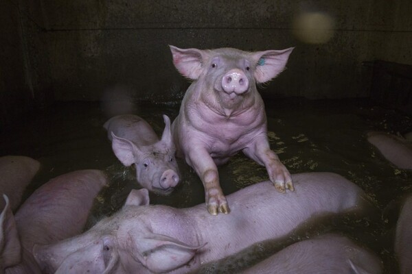Μέσα στα σφαγεία - Ο πρώτος vegan διαγωνισμός φωτογραφίας θέλει να αλλάξει τον τρόπο που βλέπεις τα ζώα
