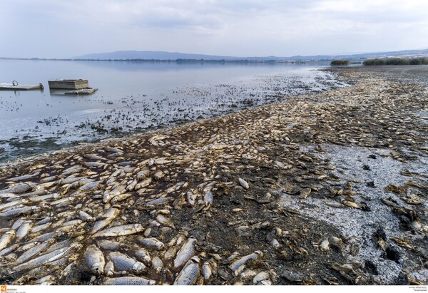 Νεκρά ψάρια στην Κορώνεια: Τι έδειξαν οι εργαστηριακές αναλύσεις