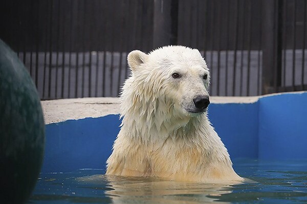 «Νέα ζωή» για την εξουθενωμένη πολική αρκούδα που περιπλανιόταν στο Νορίλσκ - Η εικόνα της σήμερα
