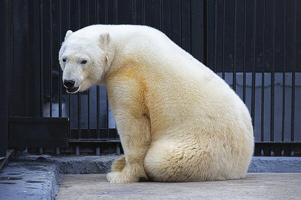 «Νέα ζωή» για την εξουθενωμένη πολική αρκούδα που περιπλανιόταν στο Νορίλσκ - Η εικόνα της σήμερα