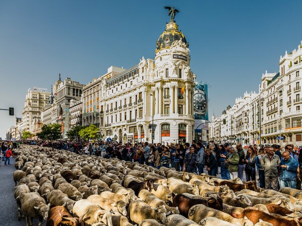 Ισπανία: 2000 πρόβατα παρέλασαν στους δρόμους της Μαδρίτης