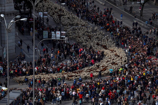 Ισπανία: 2000 πρόβατα παρέλασαν στους δρόμους της Μαδρίτης