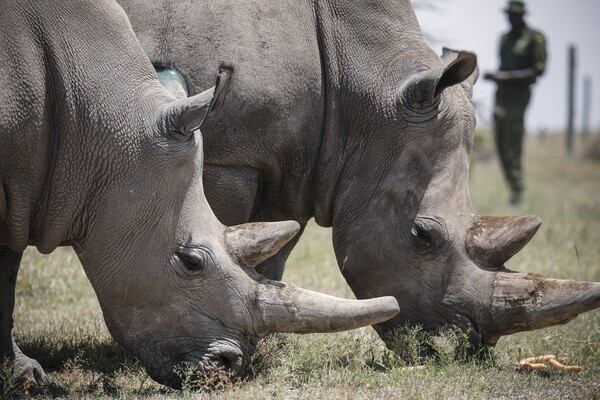 Επιστήμονες σχεδιάζουν να «ρίξουν» ψεύτικα κέρατα ρινόκερου στην αγορά, για να μειώσουν τη λαθροθηρία