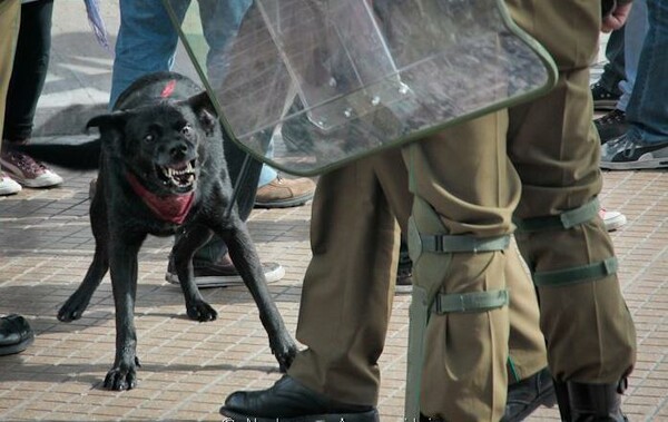 O «Λουκάνικος» του Σαντιάγο: Ο σκύλος – διαδηλωτής που έγινε σύμβολο του αγώνα της Χιλής