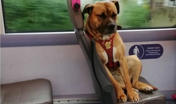 Συγκίνηση για τον σκύλο που καθόταν μόνος του μέσα σε λεωφορείο - Αναζητούν τον ιδιοκτήτη