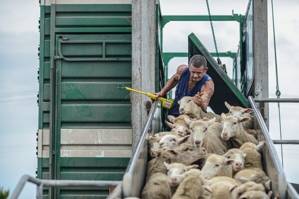 Μέσα στα σφαγεία - Ο πρώτος vegan διαγωνισμός φωτογραφίας θέλει να αλλάξει τον τρόπο που βλέπεις τα ζώα