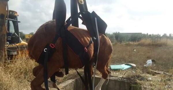 Άλογο έπεσε σε φρεάτιο στην Ξάνθη - Μεγάλη κινητοποίηση για την διάσωσή του