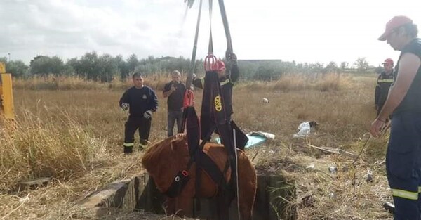 Άλογο έπεσε σε φρεάτιο στην Ξάνθη - Μεγάλη κινητοποίηση για την διάσωσή του