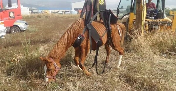 Άλογο έπεσε σε φρεάτιο στην Ξάνθη - Μεγάλη κινητοποίηση για την διάσωσή του
