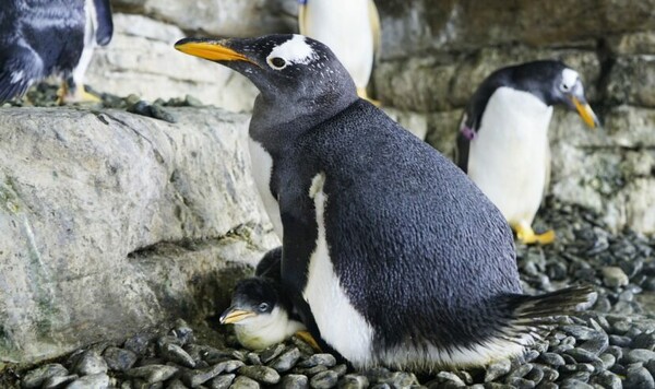 Για πρώτη φορά γονείς ζευγάρι θηλυκών πιγκουίνων - Εκκολάφθηκε το αυγό τους (ΒΙΝΤΕΟ)