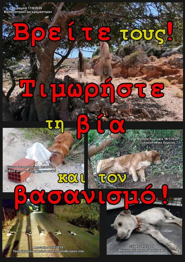 Κρήτη: Αυτοκινητοπομπή για τα κουτάβια που βρέθηκαν κρεμασμένα σε δέντρο [ΣΚΛΗΡΕΣ ΕΙΚΟΝΕΣ]