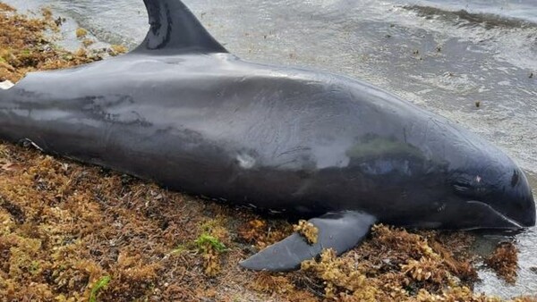 Πετρελαιοκηλίδα στον Μαυρίκιο: Νεκρά δελφίνια βρέθηκαν μετά το ναυάγιο