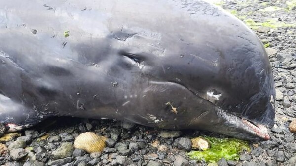 Πετρελαιοκηλίδα στον Μαυρίκιο: Νεκρά δελφίνια βρέθηκαν μετά το ναυάγιο