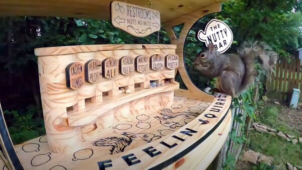 Έφτιαξε «μπαρ» για τους σκίουρους της γειτονιάς του - Σερβίρει ξηρούς καρπούς χωρίς τις μπύρες