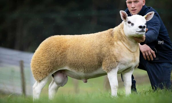 Ποσό ρεκόρ για ένα πρόβατο τέξελ - Πωλήθηκε για πάνω από 410.000 ευρώ σε δημοπρασία