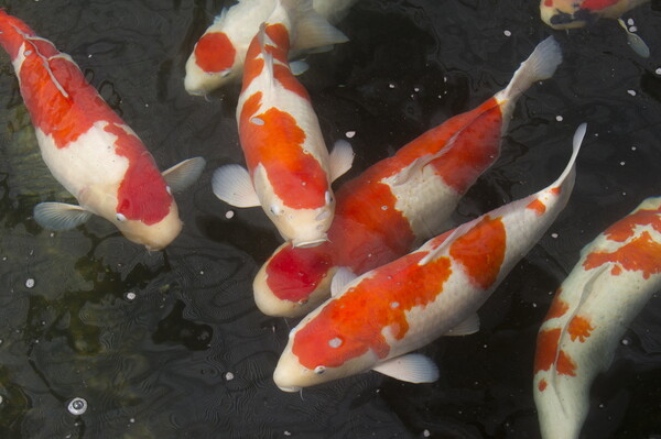 Ιαπωνία: O «βασιλιάς» του κόι εκτρέφει ψάρια εκατομμυρίων δολαρίων