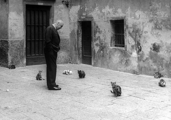 Αδέσποτες γάτες στους δρόμους της Ιταλίας του 1950
