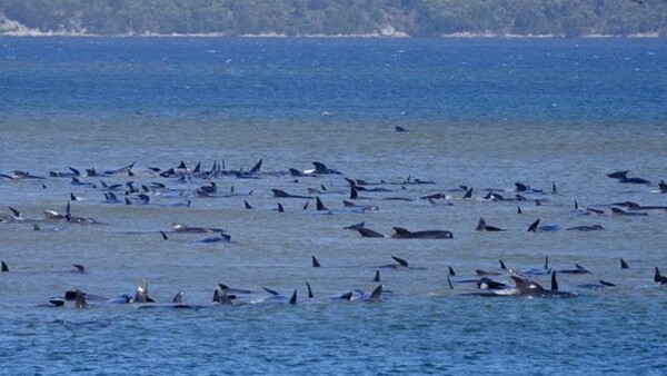 Τασμανία: Περίπου 270 φάλαινες εγκλωβίστηκαν σε ακτή