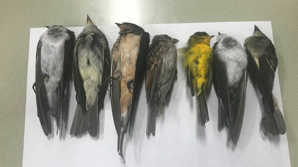 Μαζικός θάνατος χιλιάδων πουλιών στο Νέο Μεξικό ανησυχεί τους βιολόγους