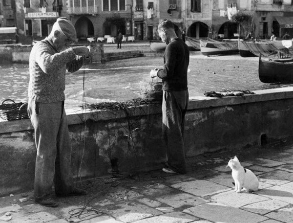 Αδέσποτες γάτες στους δρόμους της Ιταλίας του 1950