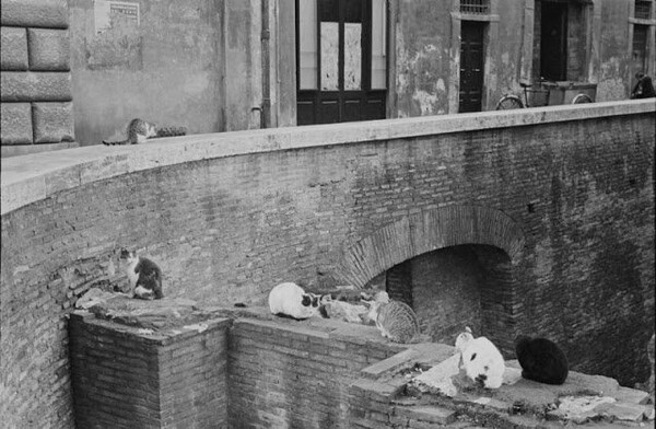 Αδέσποτες γάτες στους δρόμους της Ιταλίας του 1950
