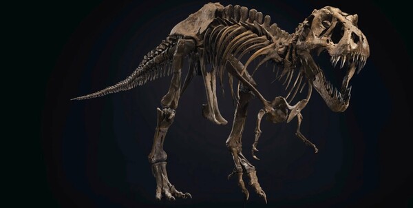 Πωλείται σε δημοπρασία ο «Σταν»- Σκελετός T. Rex, ηλικίας 67 εκατ. ετών, με μήκος 12 μέτρα