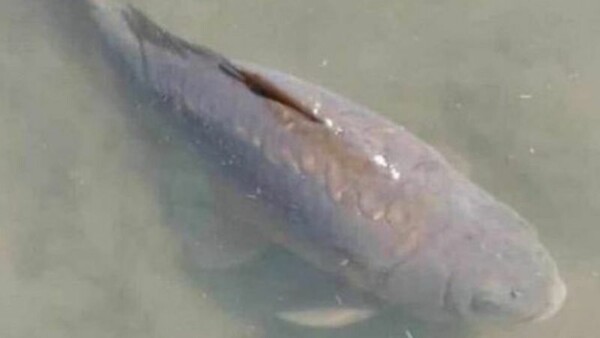 Η Ζάμπια θρηνεί τον θάνατο ενός τυχερού ψαριού: «Ας αναπαυθούν τα λέπια του»