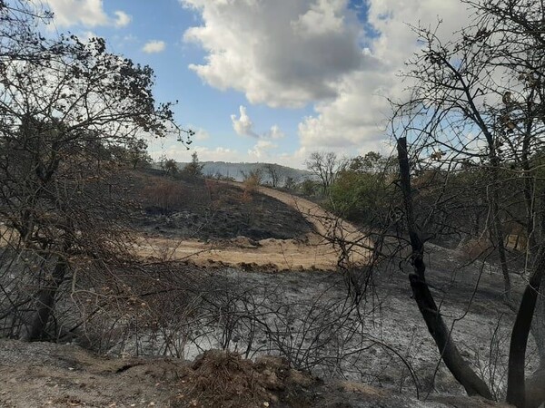 Καταγγελίες WWF Ελλάς: «Κάηκε μέρος του Εθνικού Πάρκου της Δαδιάς - Ένα από τα σημαντικότερα δασικά οικοσυστήματα»
