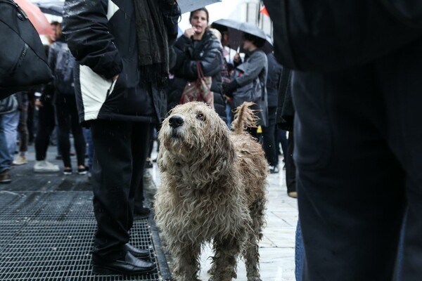 Δράμα: Χίλια ευρώ δίνει ο δήμαρχος Δοξάτου σε όποιον αποκαλύψει ποιός δηλητηριάζει μαζικά τους αδέσποτους σκύλους