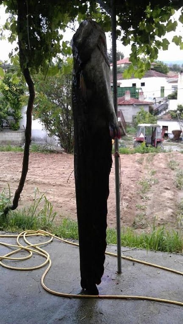 Ψάρι 150 κ. έβγαλαν σε λίμνη της Κοζάνης