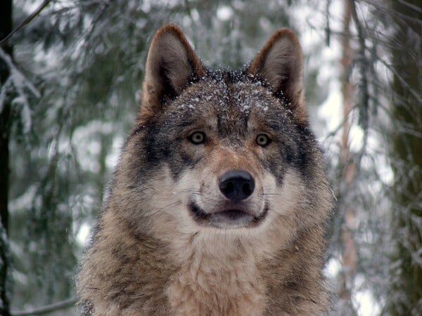 Οι λύκοι επιστρέφουν στα δάση της Ευρώπης