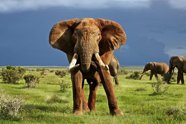 Satao: Ο μεγαλύτερος ελέφαντας της Αφρικής νεκρός από λαθροθήρες